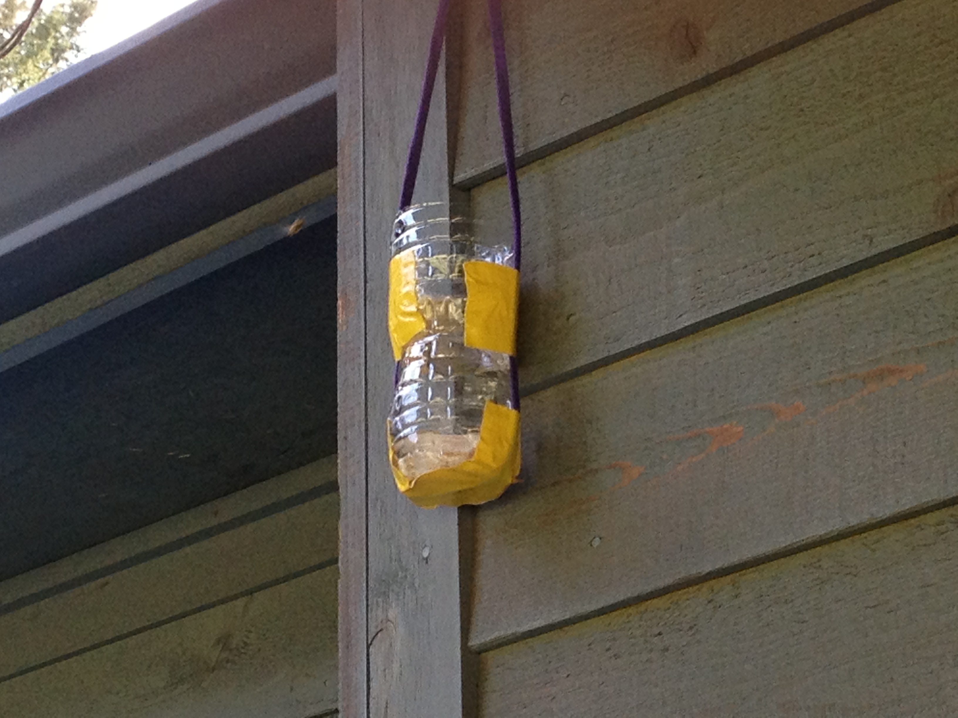 home made wasp traps